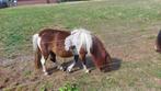 Prachtige Smokey Black bonte shetland merrie / mini paardje, Dieren en Toebehoren, Pony's, Merrie, Gechipt