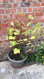 Rode bessen, Tuin en Terras, Planten | Struiken en Hagen, Ophalen