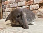 Minilop nestje (transport mogelijk), Meerdere dieren, Dwerg, Hangoor, 0 tot 2 jaar