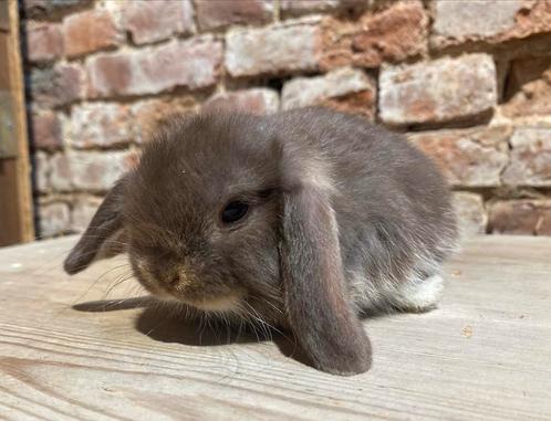 Minilop nestje (transport mogelijk), Dieren en Toebehoren, Konijnen, Dwerg, Meerdere dieren, 0 tot 2 jaar, Hangoor