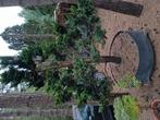 conifeer bonsai, Tuin en Terras, Ophalen