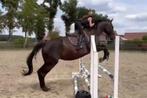 zoek berzorg pony/bij rij pony, Dieren en Toebehoren, Paarden