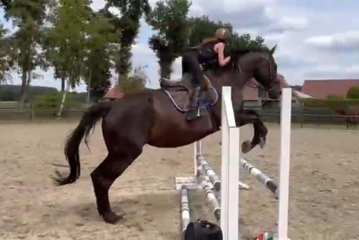 zoek berzorg pony/bij rij pony, Dieren en Toebehoren, Paarden