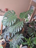 xxl monstera plant, Ophalen