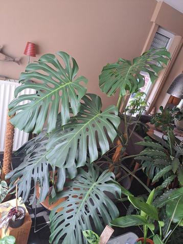 xxl monstera plant beschikbaar voor biedingen