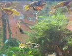 Groep van 20 Zuivere yellow tiger endlers, Dieren en Toebehoren, Vissen | Aquariumvissen, Vis, Zoetwatervis, Schoolvis