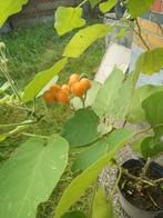 Cyphomandra abutiloides dwergtamarillo, Tuin en Terras, Ophalen, Volle zon, Vaste plant, Zomer