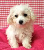 Superleuke Bichon Frisé pups!, 15 weken tot 1 jaar, Overige rassen, Buitenland, CDV (hondenziekte)