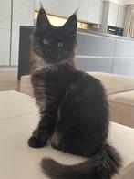 Black Smoke Maine Coon kitten, Poes, Gechipt, 0 tot 2 jaar