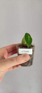 Alocasia frydek, Maison & Meubles, Plantes d'intérieur, Ombre partielle, Plante verte, Enlèvement ou Envoi, Moins de 100 cm