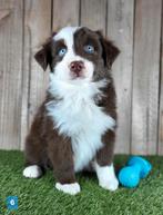 Chiot berger australien/Chiot berger australien/Chiot berger, Plusieurs, Parvovirose, Belgique, Berger