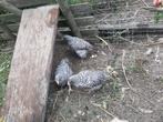 Izegemse koekoek, Dieren en Toebehoren