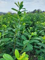 Laurierkers (paplaurier) Groenblijvende haagplant, Tuin en Terras, Ophalen, Laurier, Haag, 100 tot 250 cm