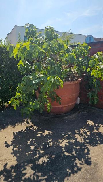 vijgenboom in grote bloempot  beschikbaar voor biedingen