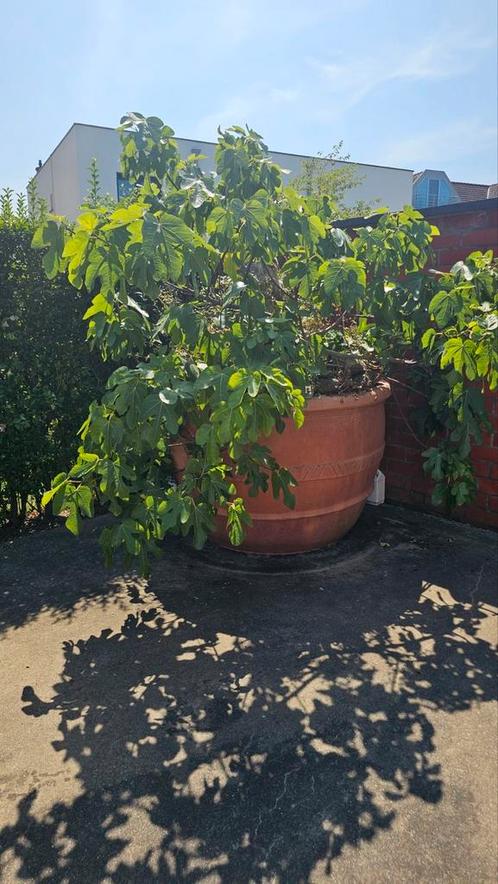 vijgenboom in grote bloempot, Tuin en Terras, Planten | Bomen, Ophalen