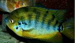Centrarchus cichliden, Vis, Zoetwatervis