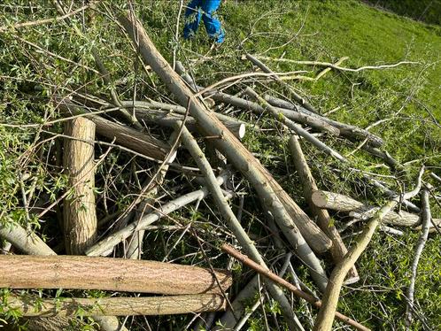 GRATIS brandhout, Jardin & Terrasse, Bois de chauffage, Branches, Enlèvement ou Envoi