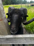 Zwart Ram Ouessant Schaap, Mouton