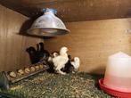 Ayam Cemani-Gah' Mong, Kip, Meerdere dieren