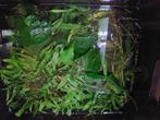 Aquariumplanten Anubias barteri en microsorum, Comme neuf, Plante(s), Pierre ou Bois, Enlèvement