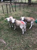 Te koop: schapen, Dieren en Toebehoren, Mannelijk, Schaap, 0 tot 2 jaar