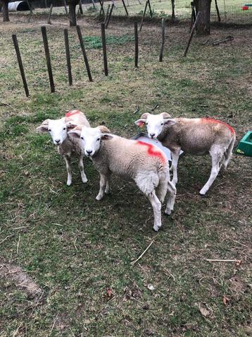 Te koop: schapen beschikbaar voor biedingen