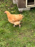 Orpington haan Buff, Dieren en Toebehoren