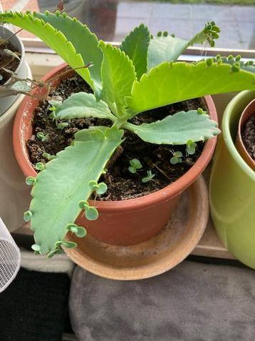 Mother of thousands stekjes