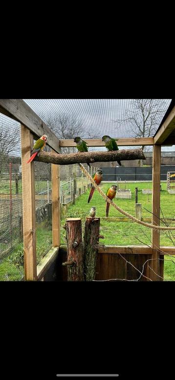 Pyrrhura beschikbaar voor biedingen