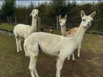 Alpaca's, Dieren en Toebehoren, Schapen, Geiten en Varkens, Meerdere dieren, Schaap, 0 tot 2 jaar