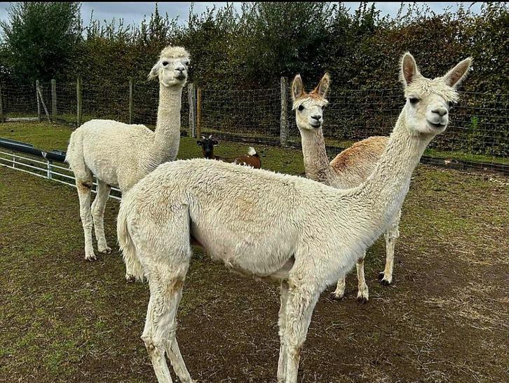Alpaca's, Dieren en Toebehoren, Schapen, Geiten en Varkens, Schaap, Meerdere dieren, 0 tot 2 jaar