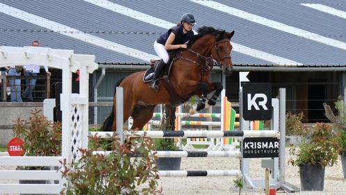 12 jarige Numero Uno X Voltaire ruin te koop, Dieren en Toebehoren, Paarden en Pony's | Verzorgingsproducten, Ophalen of Verzenden