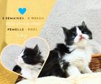 Chatons maine coon femelle avec pedigree, Chatte ou Chat, À poils longs, 0 à 2 ans