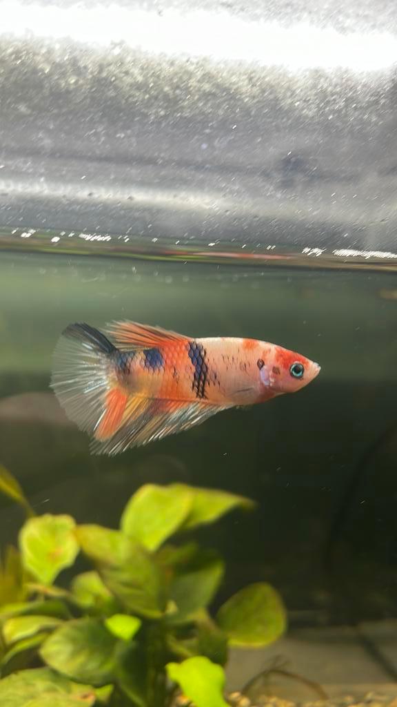 Mannelijke betta, Animaux & Accessoires, Poissons | Poissons d'aquarium, Poisson d'eau douce, Poisson