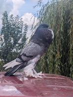 Boerenkroppers, Dieren en Toebehoren, Vogels | Duiven