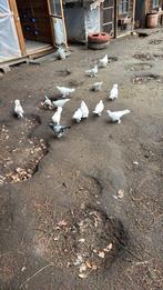 Te koop TAKLA Duiven, Dieren en Toebehoren