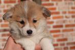 Prachtige Welsh Corgi Pembroke pups, Dieren en Toebehoren, Honden | Herdershonden en Veedrijvers, België, Overige rassen, CDV (hondenziekte)