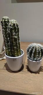2 cactussen, Ophalen of Verzenden, Zo goed als nieuw