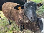 ram zwartbles/texel, Dieren en Toebehoren, Maart, Mannelijk