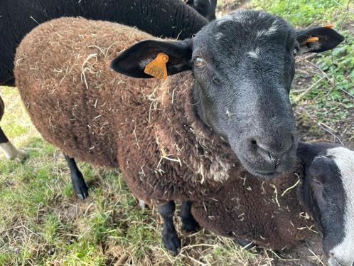 ram zwartbles/texel, Dieren en Toebehoren, Overige Dieren, Mannelijk, Maart