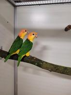 Roestkop caique, Dieren en Toebehoren, Geringd