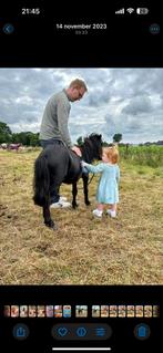 Shetland met stamboek, Hengst