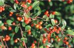Cotoneaster franchetii (dwergmispel), Ophalen, Struik