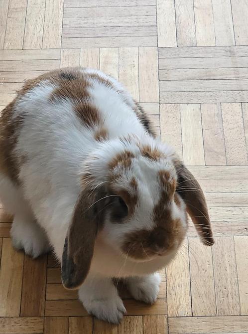 Om weg te geven — Zeer knuffelig dwergkonijn (7 maanden), Dieren en Toebehoren, Konijnen, Dwerg, Vrouwelijk, 0 tot 2 jaar, Hangoor