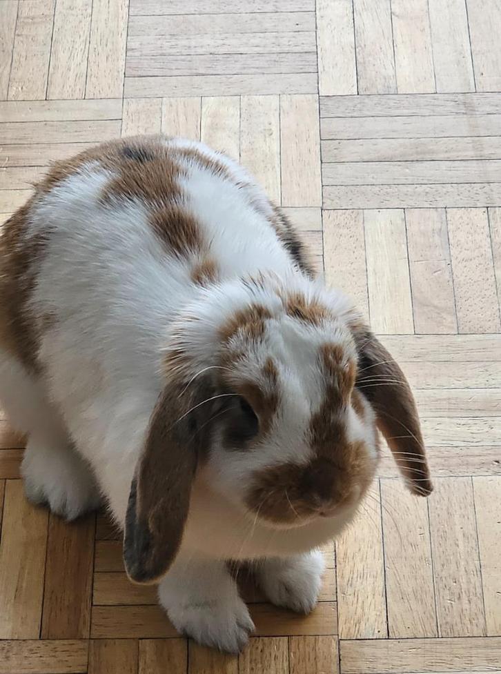 Om weg te geven — Zeer knuffelig dwergkonijn (7 maanden), Dieren en Toebehoren, Konijnen, Dwerg, Vrouwelijk, 0 tot 2 jaar, Hangoor