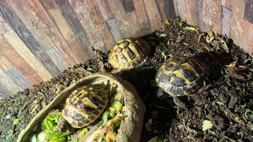 Griekse landschildpad, Dieren en Toebehoren, Schildpad, 0 tot 2 jaar