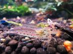 Crevettes japonica/Amano, Animaux & Accessoires, Poissons | Poissons d'aquarium