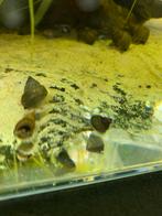 Filopaludina Martensi (Witte Wonderslak) babys, Dieren en Toebehoren, Vissen | Aquariumvissen, Slak of Weekdier, Zoetwatervis