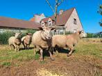 4 jonge ooien, 3 jonge bokken, Dieren en Toebehoren