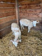 Jonge Wiltshire Horn rammen, Dieren en Toebehoren, Schapen, Geiten en Varkens